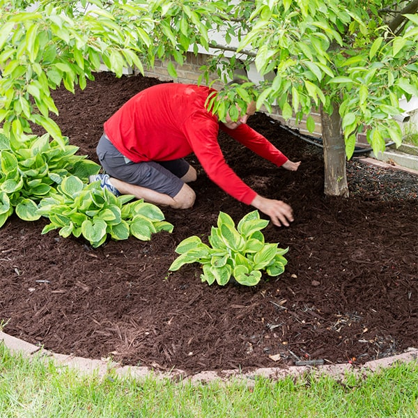 mulch installation creates a neat, uniform look in gardens while enhancing the natural beauty of the landscape